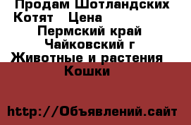 Продам Шотландских Котят › Цена ­ 2000-2500 - Пермский край, Чайковский г. Животные и растения » Кошки   